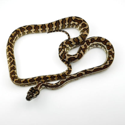 スーパーキャラメルhetアザン