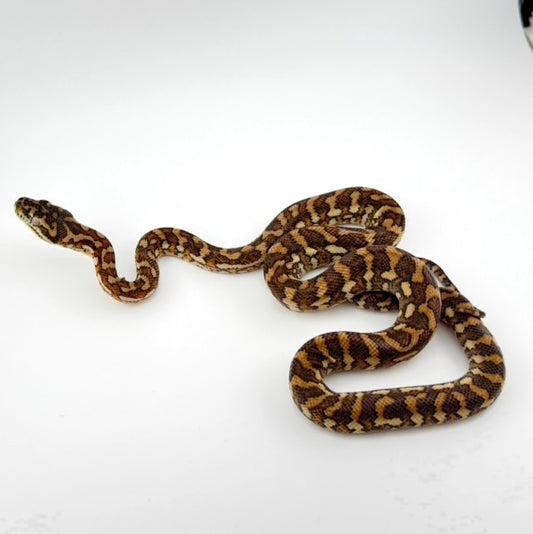 スーパーキャラメルhetアザン