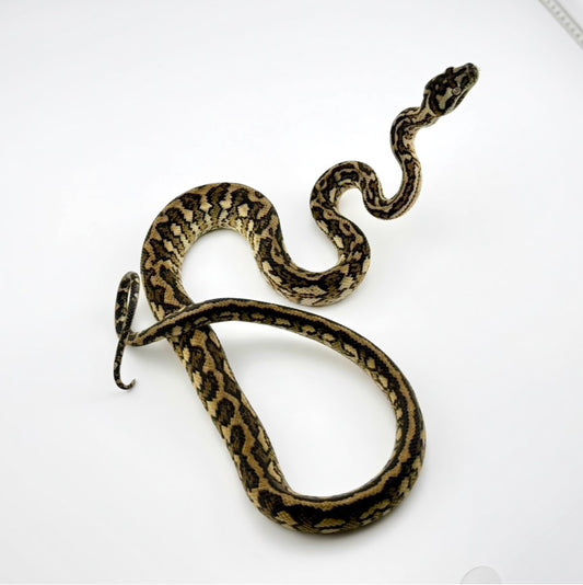 スーパーキャラメルタイガーhetアザン