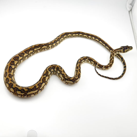 スーパーキャラメルタイガーhetアザン