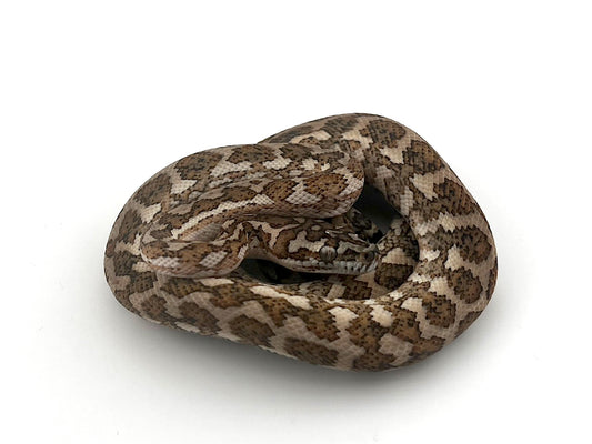 スーパーキャラメルタイガーhetアザン