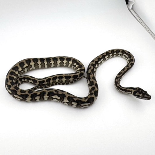 キャラメルタイガーhetアザン