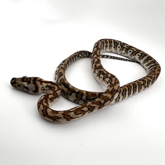 ストーンウォッシュジャガー