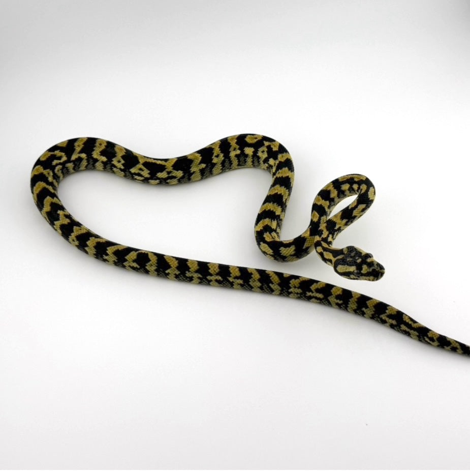 デリアジャングル