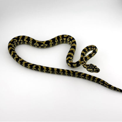 デリアジャングル