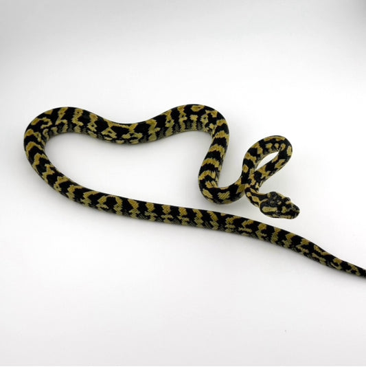 デリアジャングル