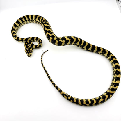 デリアジャングル