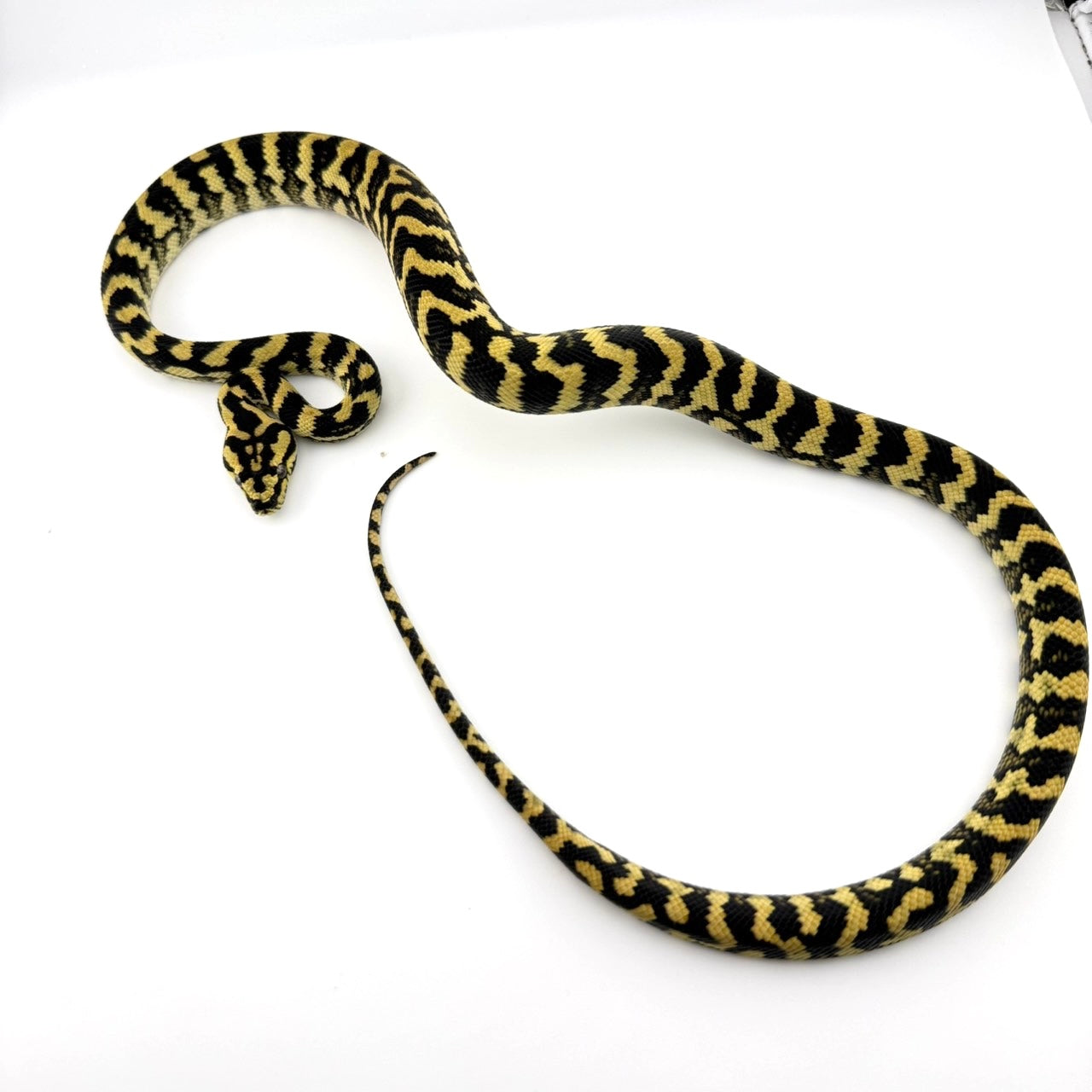 デリアジャングル