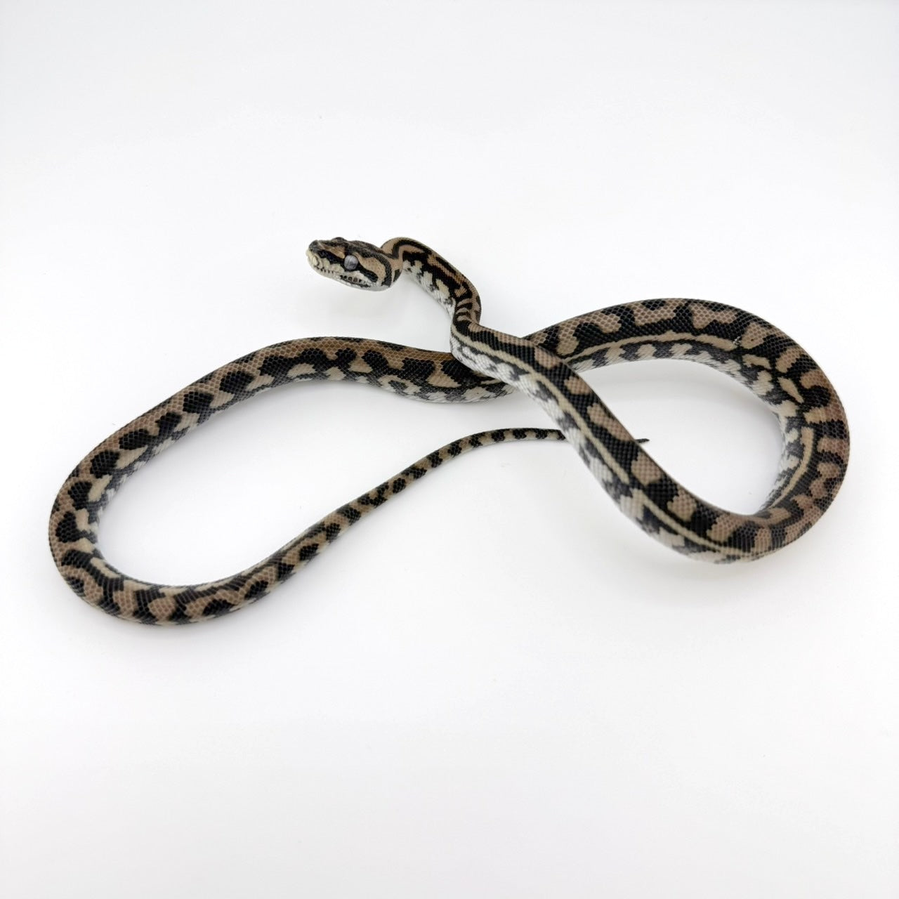 ジュラッテンジャングル