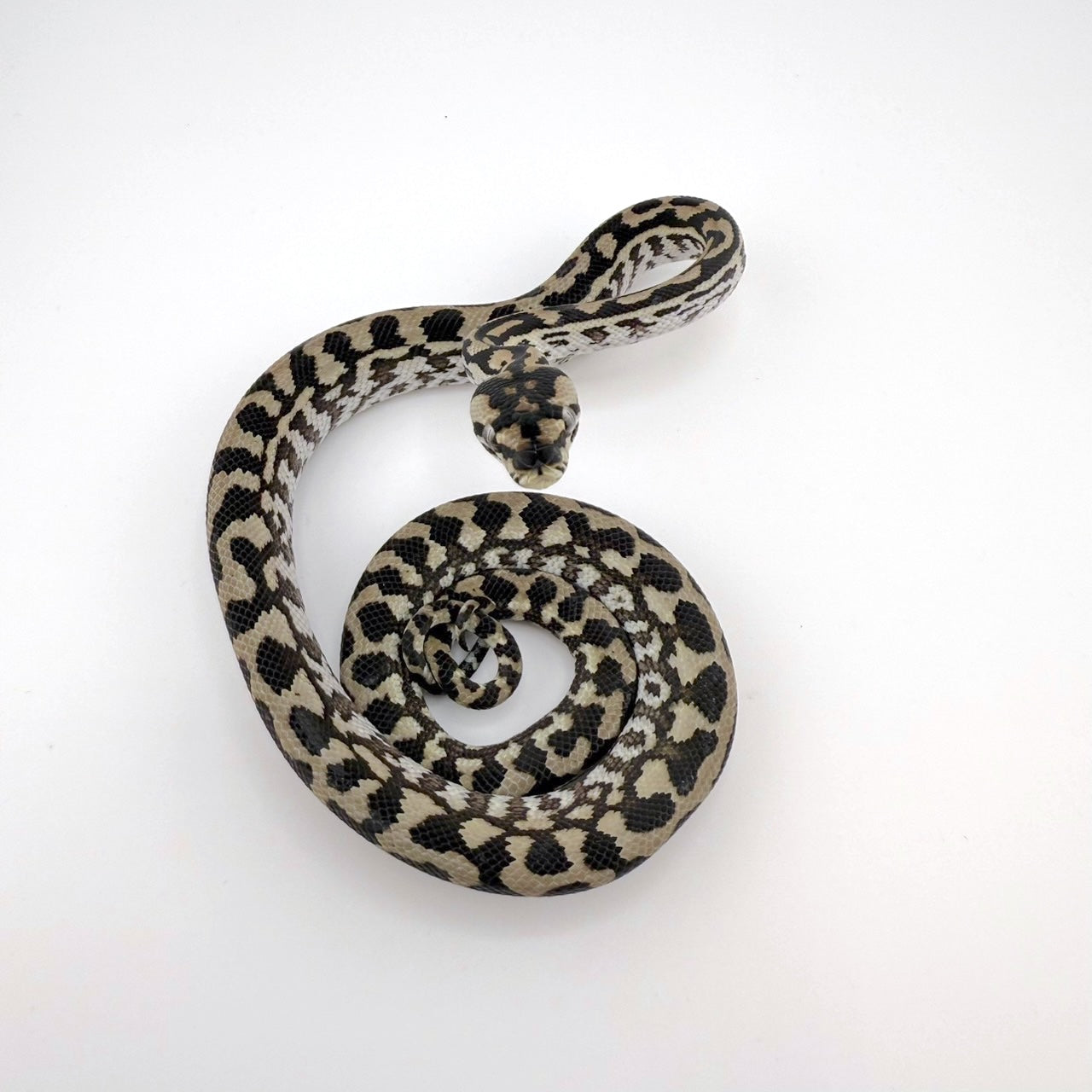 ジュラッテンジャングル