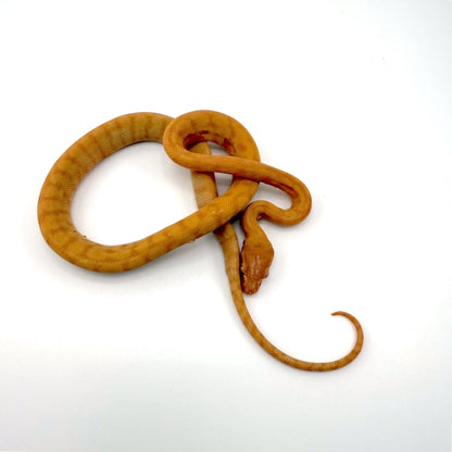 アルビノダーウィン