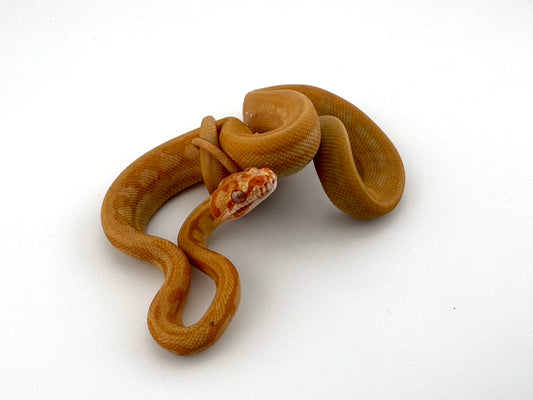 アルビノジャガー