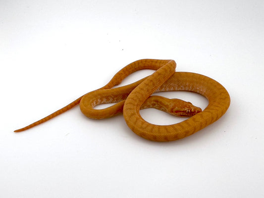 アルビノゼブラ