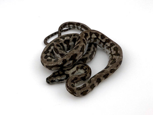 アザンジャガー