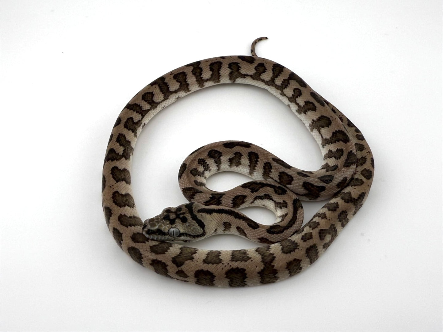 アザンジャガー