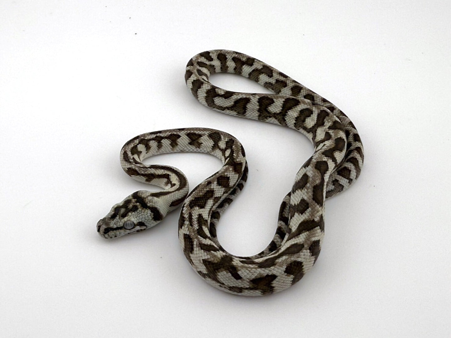 アザンジャガー