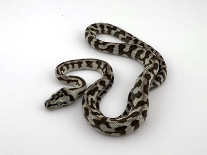 アザンジャガー