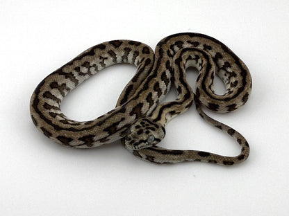 アザンジャガー