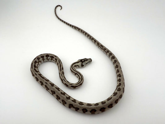 アザンジャガー