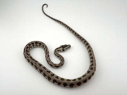 アザンジャガー