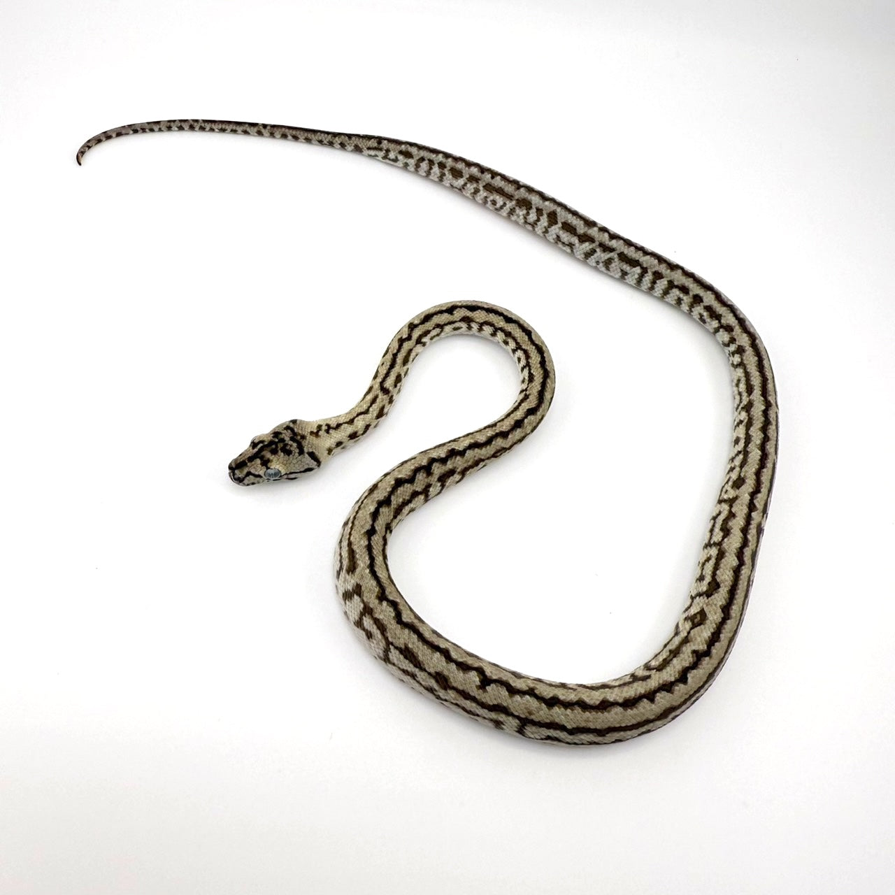 アザンゼブラジャガー