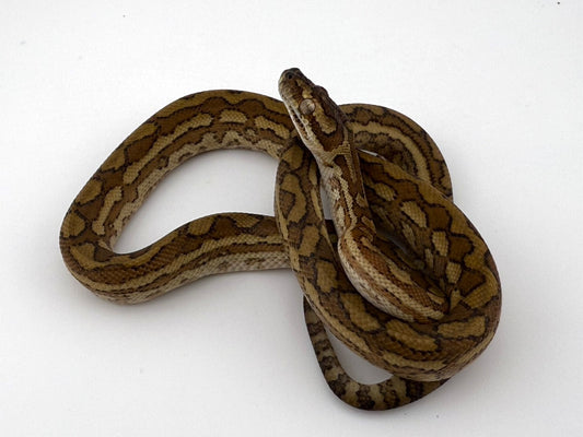 キャラメル（ピュアコースタル）