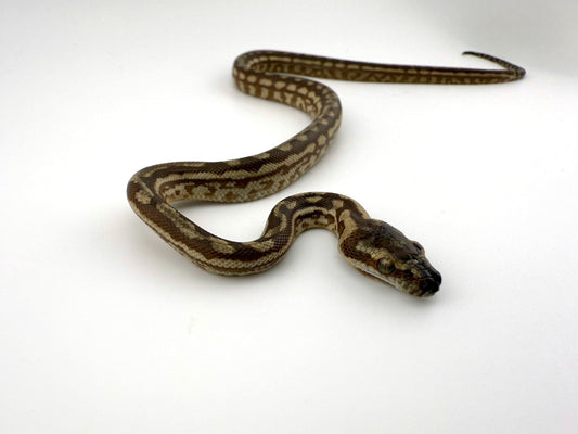 キャラメル（ピュアコースタル）