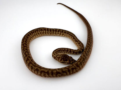 スーパーキャラメルゼブラ