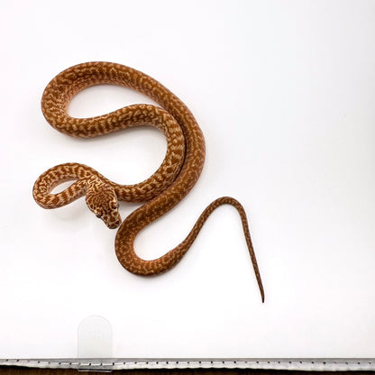 スーパーキャラメルゼブラ