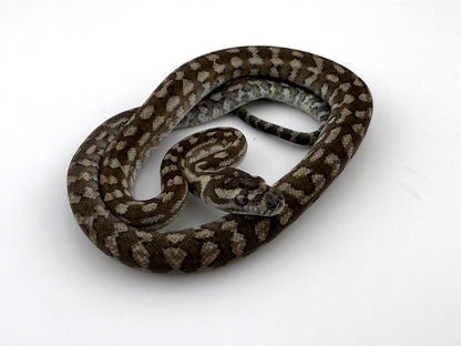 キャラメルアザン