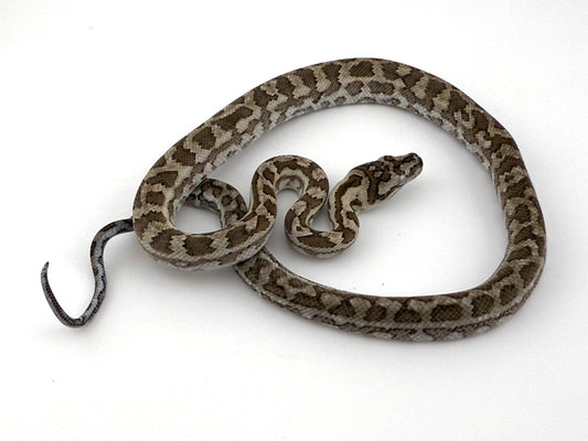 キャラメルアザン