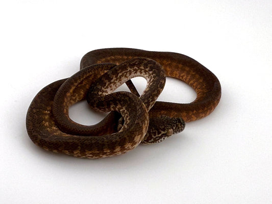 キャラメルグラナイト