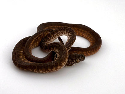 キャラメルグラナイト