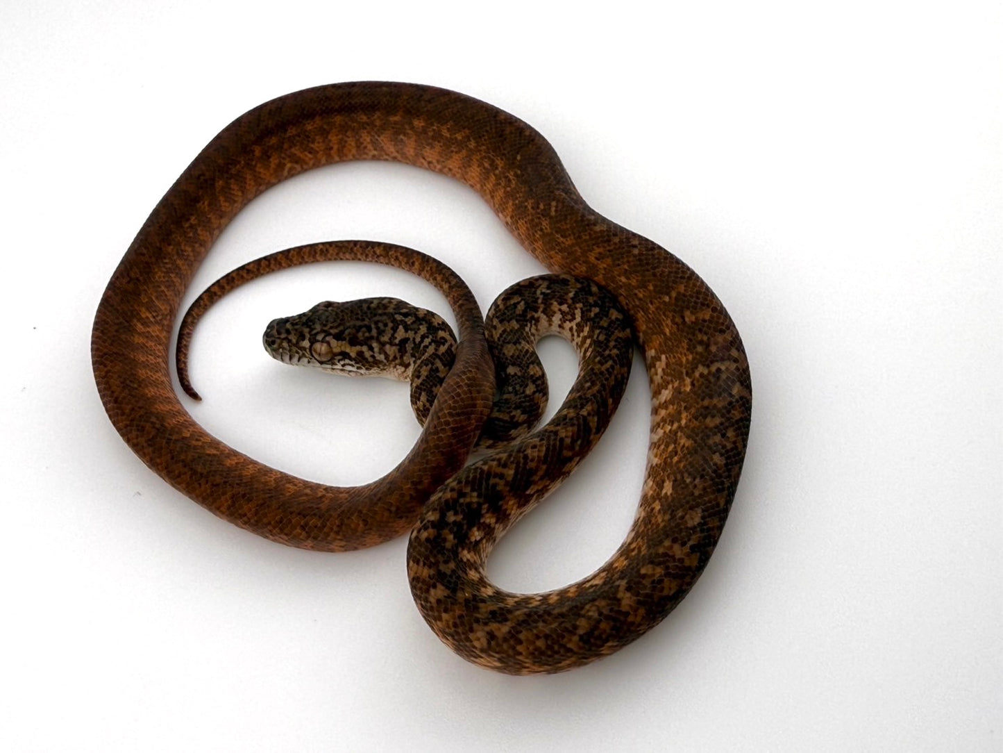 キャラメルグラナイト