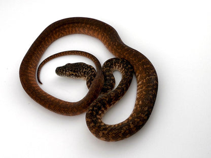 キャラメルグラナイト