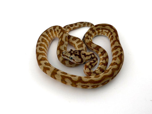 スーパーキャラメルジャガー