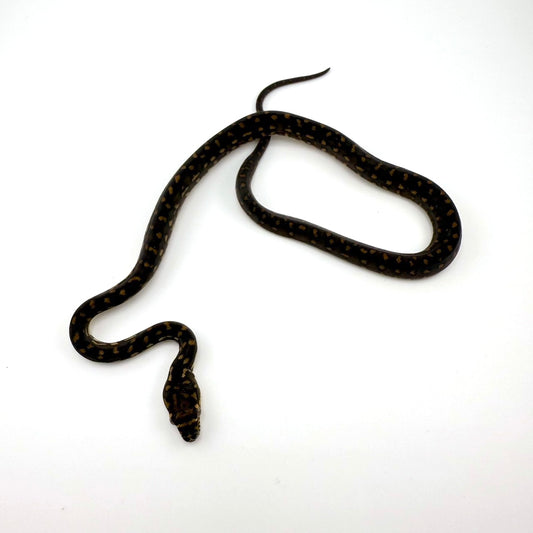 ダイヤモンドパイソン