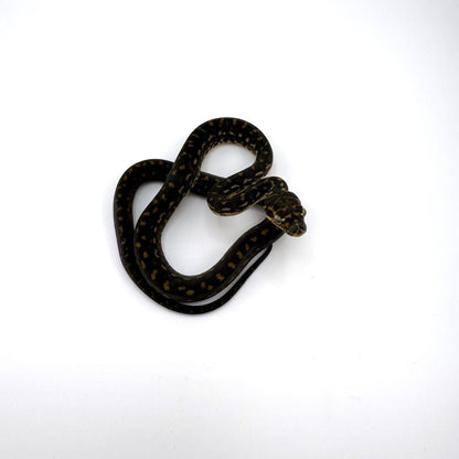 ダイヤモンドパイソン