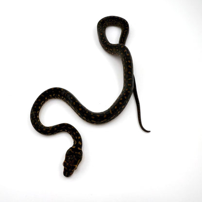 ダイヤモンドパイソン