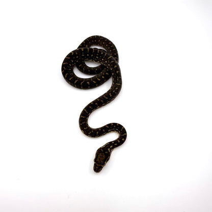 ダイヤモンドパイソン