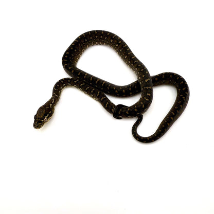 ダイヤモンドパイソン