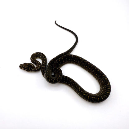 ダイヤモンドパイソン