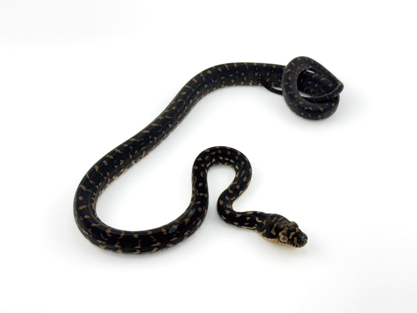 ダイヤモンドパイソン