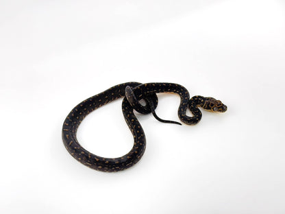 ダイヤモンドパイソン