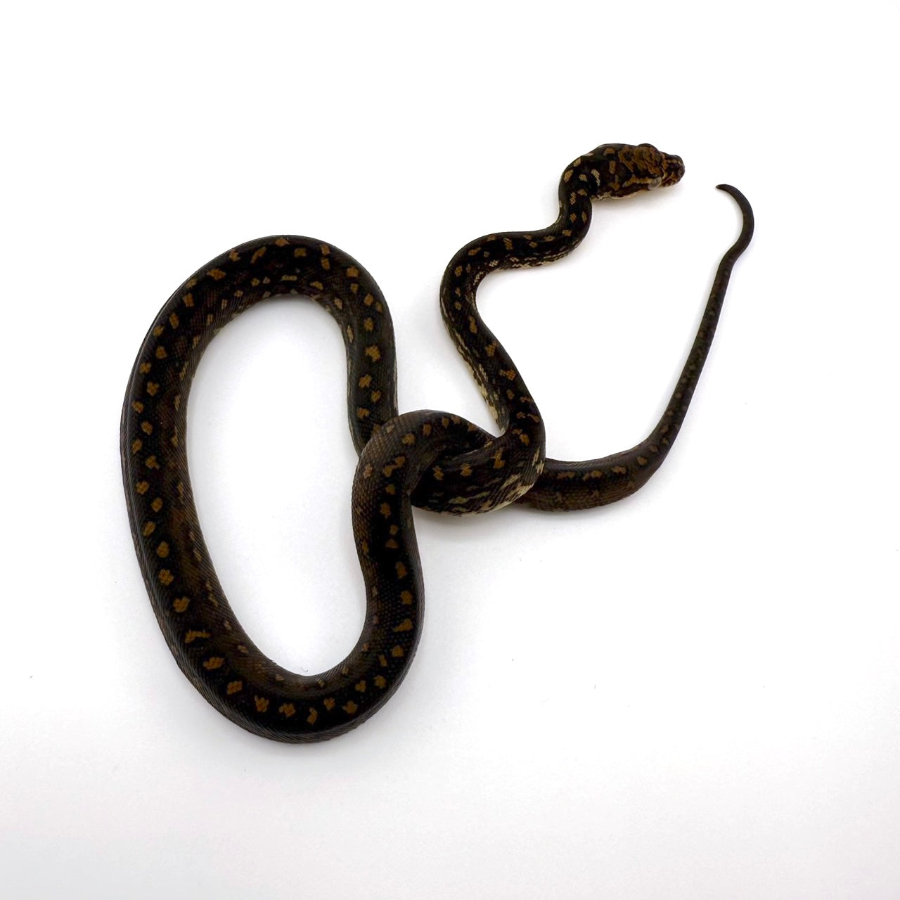 ダイヤモンドパイソン