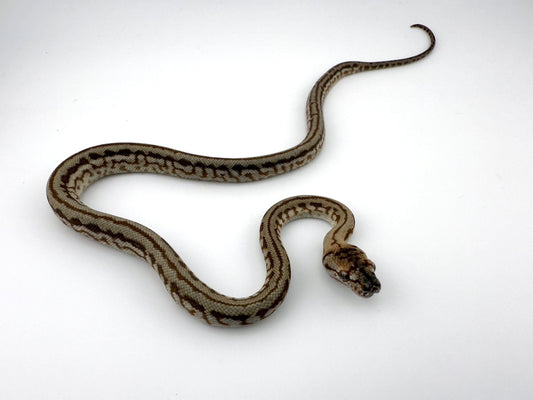 スーパーハイポゼブラジャガー