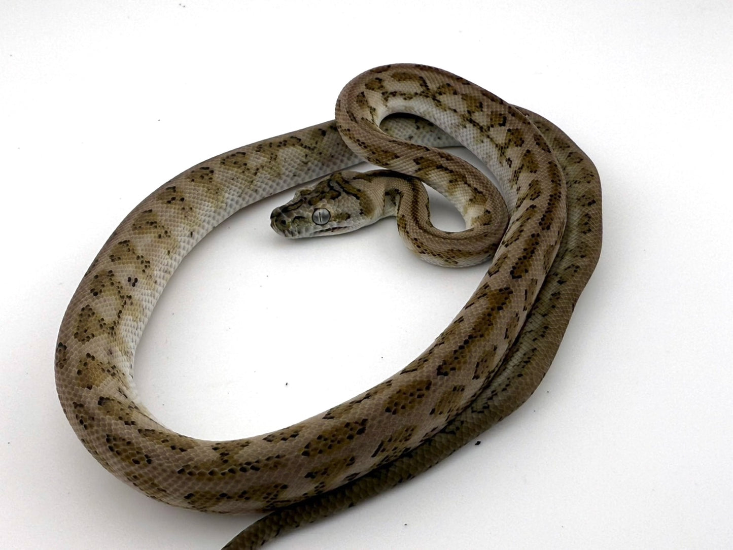 ゴーストジャガー