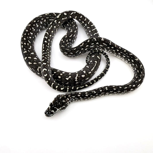 キャラメルアザン　ダイヤジャングルコースタル