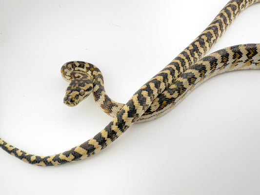 ハイポhetアザン