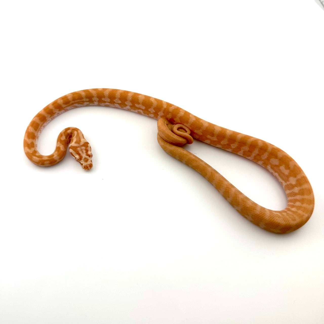 アルビノhetスノー